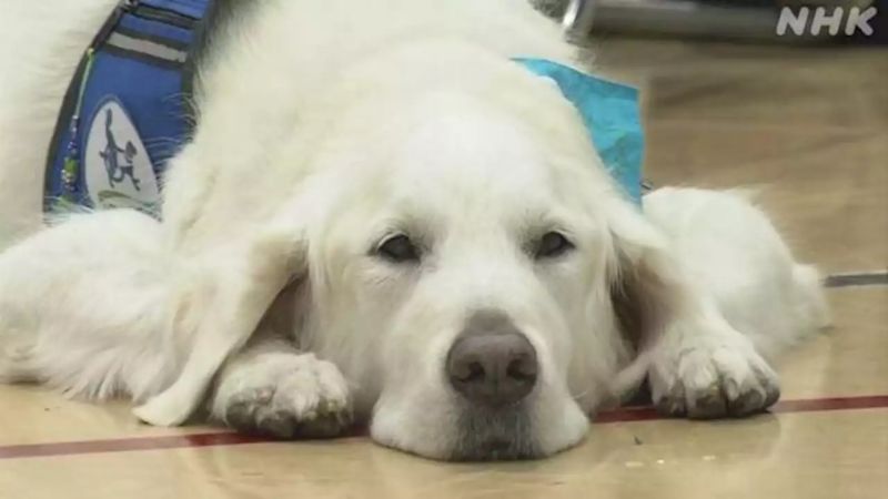 Chó trị liệu Nhật Bản Bailey